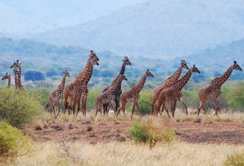 5 Days Tanzania Wildlife Safari 3