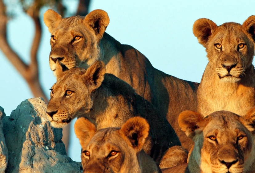 6 Days Tanzania Camping Safaris 3