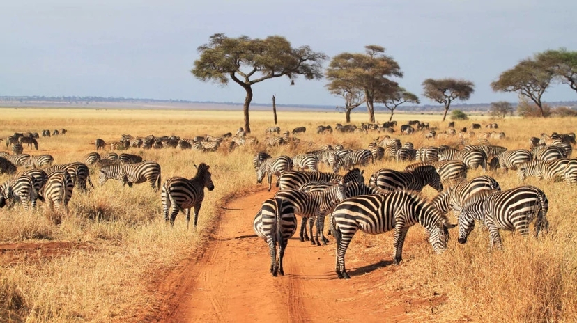 6 Days Tanzania Camping Safaris 4