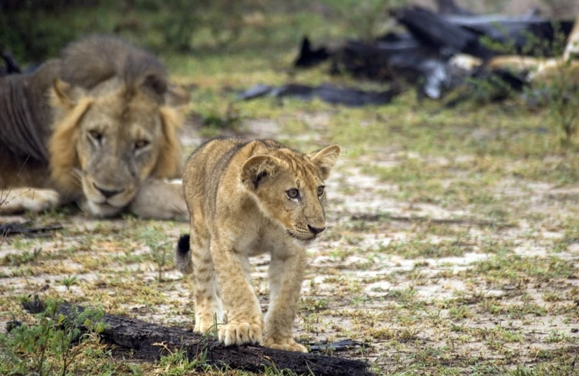 5 Days Lake Manyara, Serengeti and Ngorongoro Crater 2