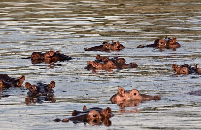 5 Days Lake Manyara, Serengeti and Ngorongoro Crater 3