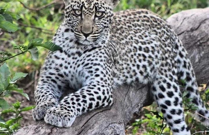 5 Days Lake Manyara, Serengeti and Ngorongoro Crater 4