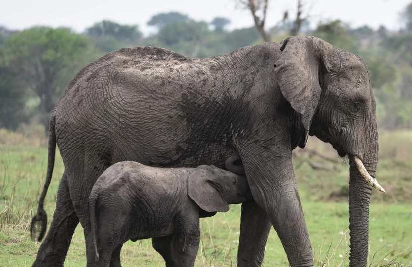 3 Days the Jewels of Tanzania Mid Range 2