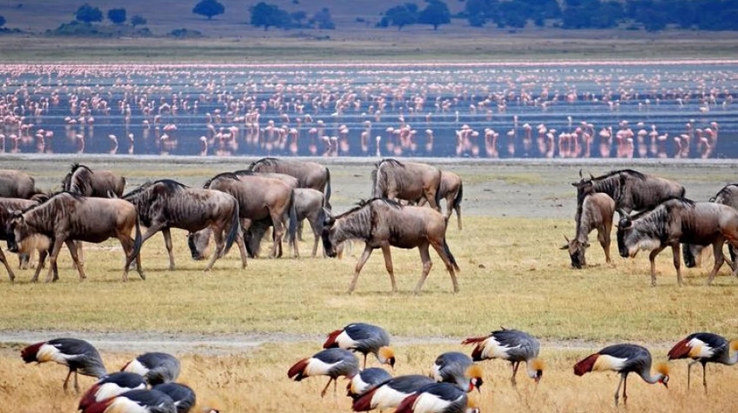 3 Days Safari - Serengeti and Ngorongoro Crater 3