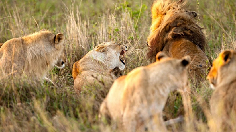 4 Days Northern Tanzania Safari 4