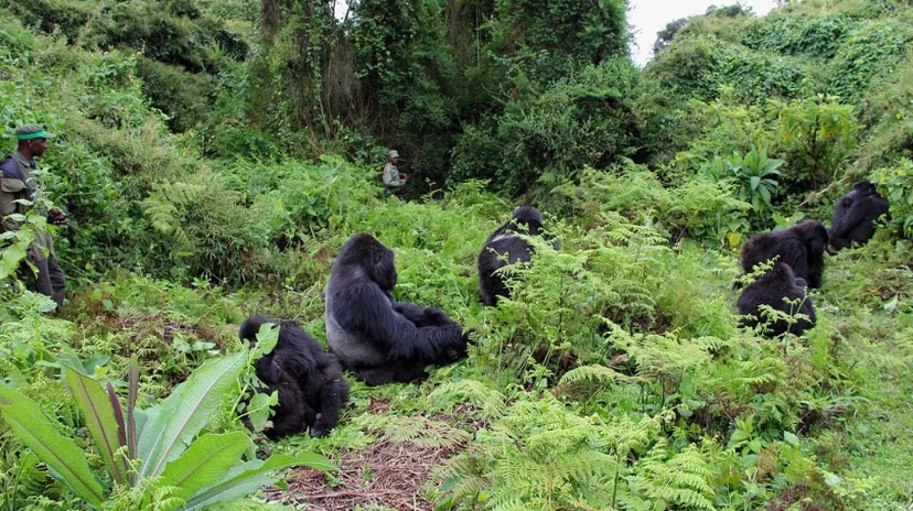 7 Days Gorillas Chimpanzee Trekking Wildlife Safari 2