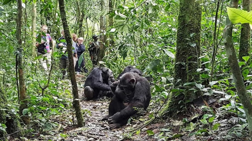 7 Days Gorillas Chimpanzee Trekking Wildlife Safari 3