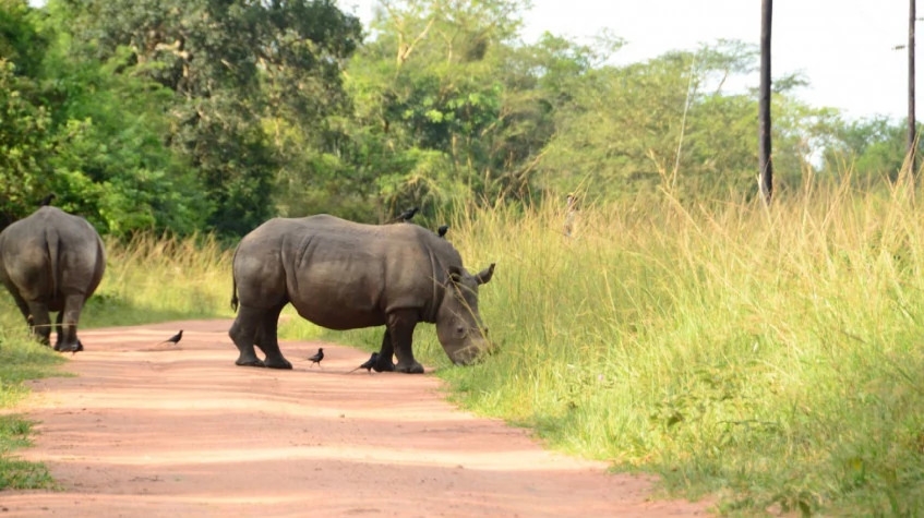 16 Days Wild Uganda Safari 1