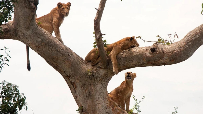 16 Days Wild Uganda Safari 2