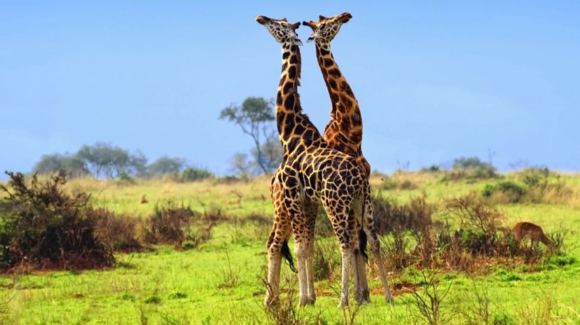 16 Days Wild Uganda Safari 4