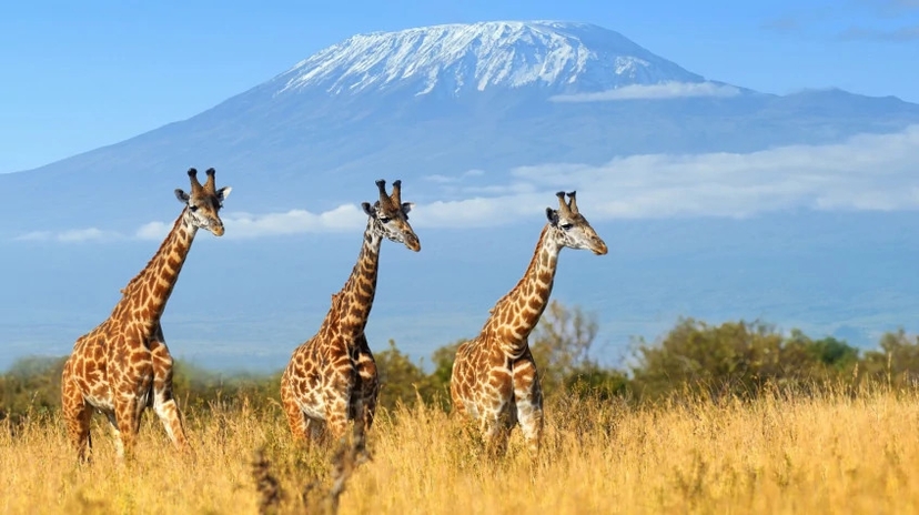 6 Days Masai Mara Wildebeest Migration Safari 4