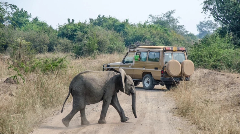 3 Days Uganda Gorilla Safari 2