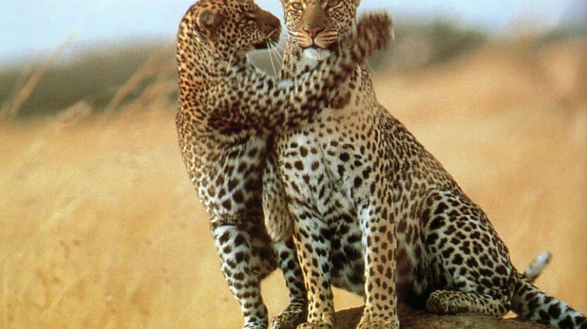4 Days Masai Mara Holiday Safari 2