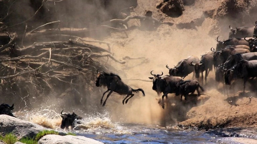 4 Days Masai Mara Holiday Safari 3