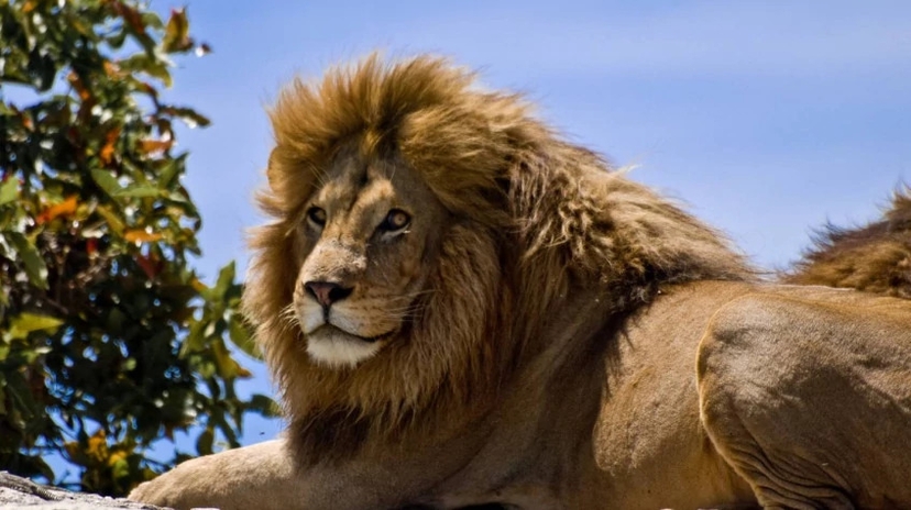 6 Days Maasai Mara/ Nakuru/ Amboseli 2