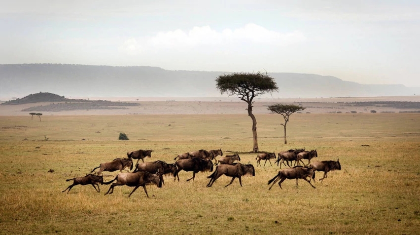 6 Days Maasai Mara/ Nakuru/ Amboseli 4