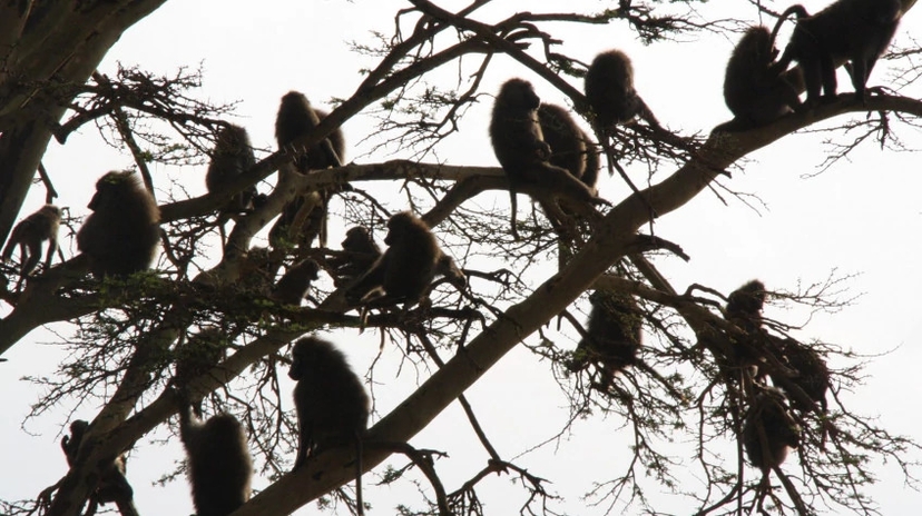 3 Days Samburu Kenya Adventure Safaris 2