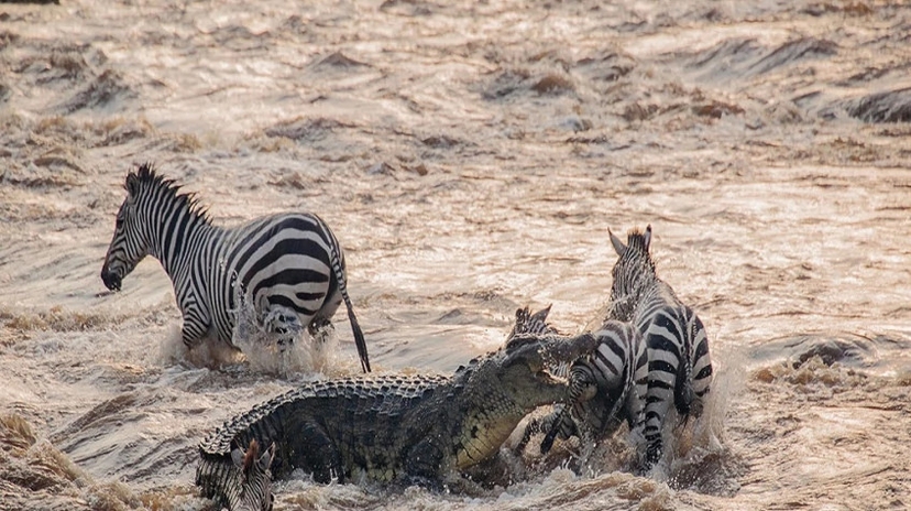 The Ultimate Migration Safari 3