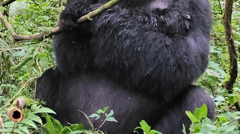 7 Days Rwanda Multiple Gorilla Tracking Experiences 4