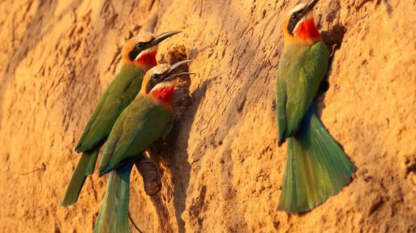 4 Days the Best of Lower Zambezi Safari 2