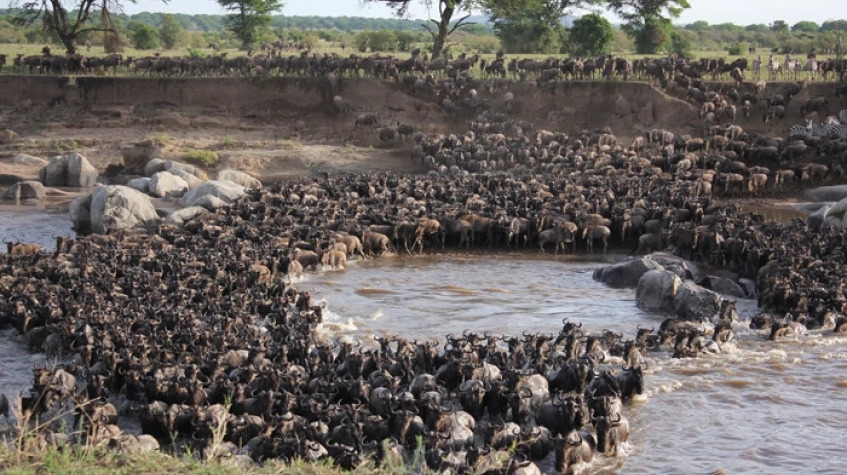 11 Days Kenya Bush & Beach Experience 1