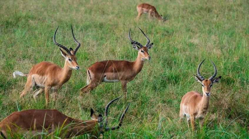 10 Days Tanzania Safari 1