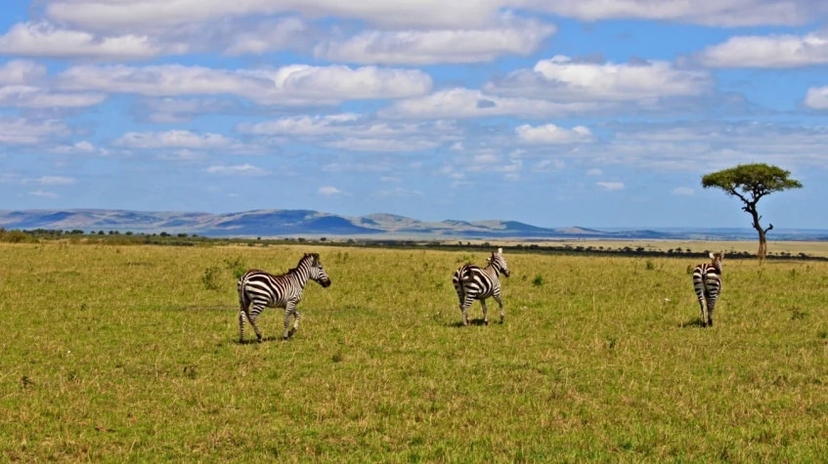 10 Days Tanzania Safari 2