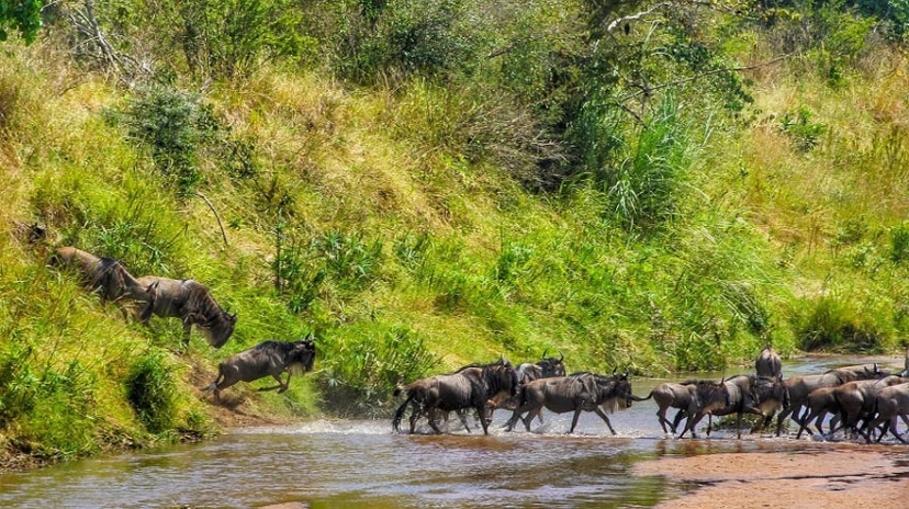 10 Days Tanzania Safari 3