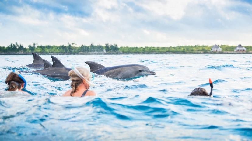 Wasini Dolphin Tour 3