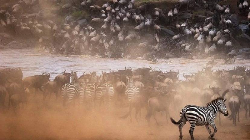 11 Days Tanzania Big Game Safari 3