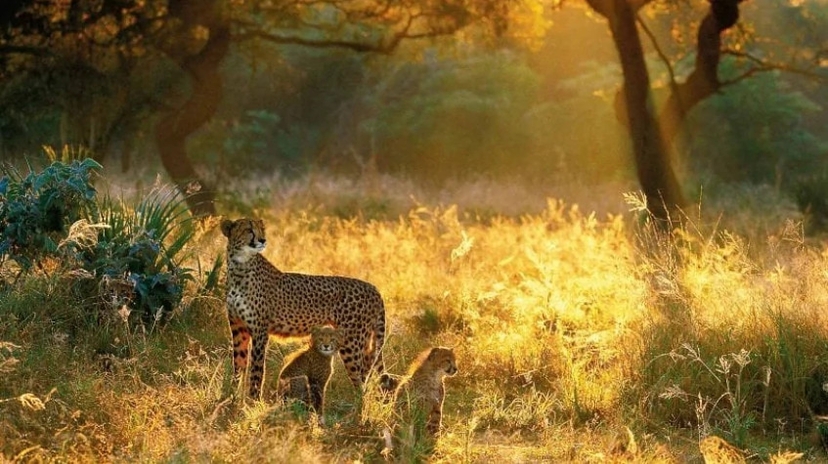 4 Days Tanzania Classic Safari 4