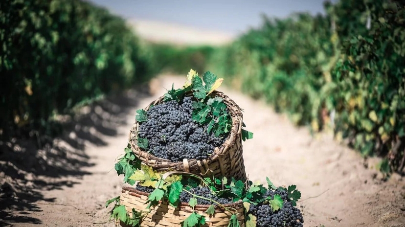 Cappadocia Grape Harvesting Tour from Kayseri 2