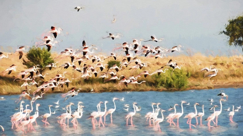 Daily the Lake Gala National Park Tour 3