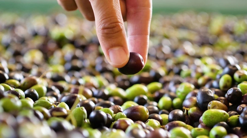 Daily Hatay Olive Oil Tasting Tour 4