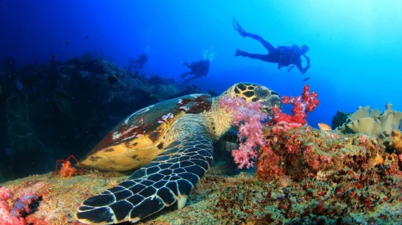 Daily Dalyan Diving Tour 4