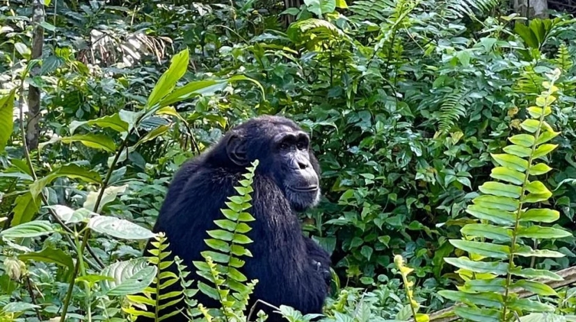 3 Days Chimpanzee Trekking in Kibale National Park 3