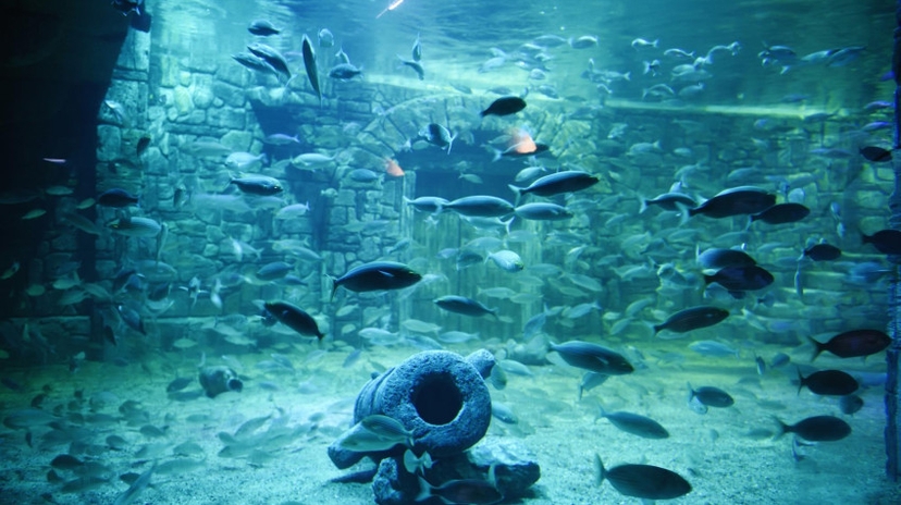 Aquarium & Aqua Florya Shopping Mall Tour Istanbul – Family-Friendly Marine Adventure 2