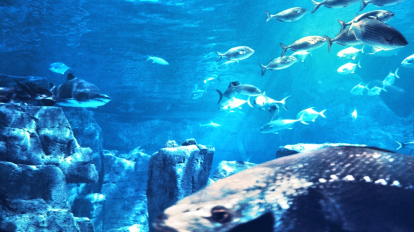 Aquarium & Aqua Florya Shopping Mall Tour Istanbul – Family-Friendly Marine Adventure 4
