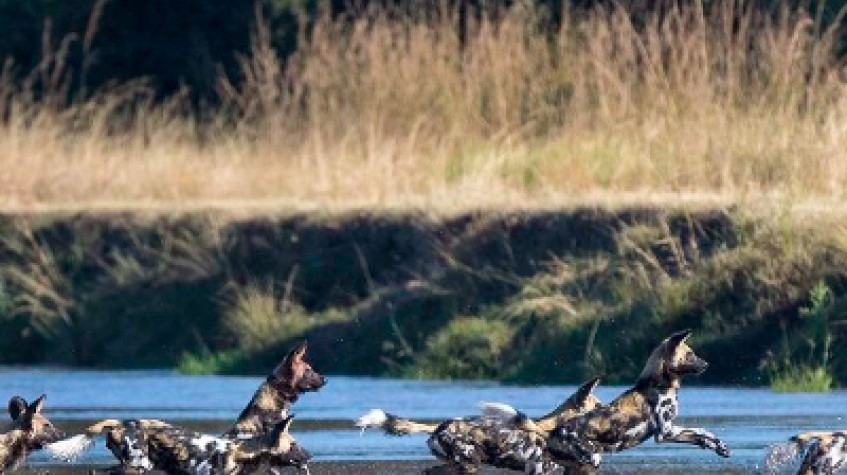 12 Days Classic Zambia’s Private Photographic Safari 1