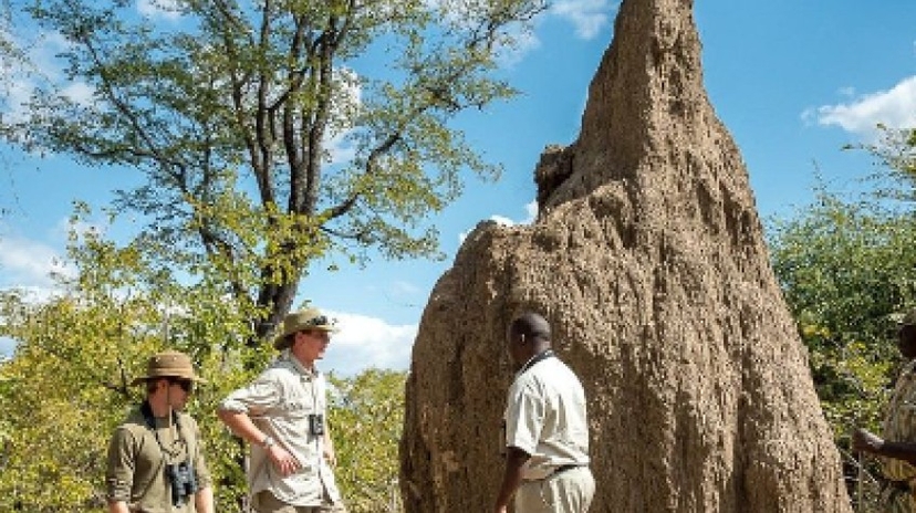 9 Days Safari in Zambia’s Animal Kingdom 2