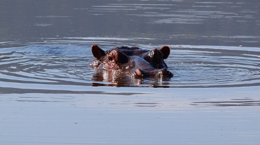 8 Days Migration Safaris Serengeti National Park Luxury Package All- Inclusive 4