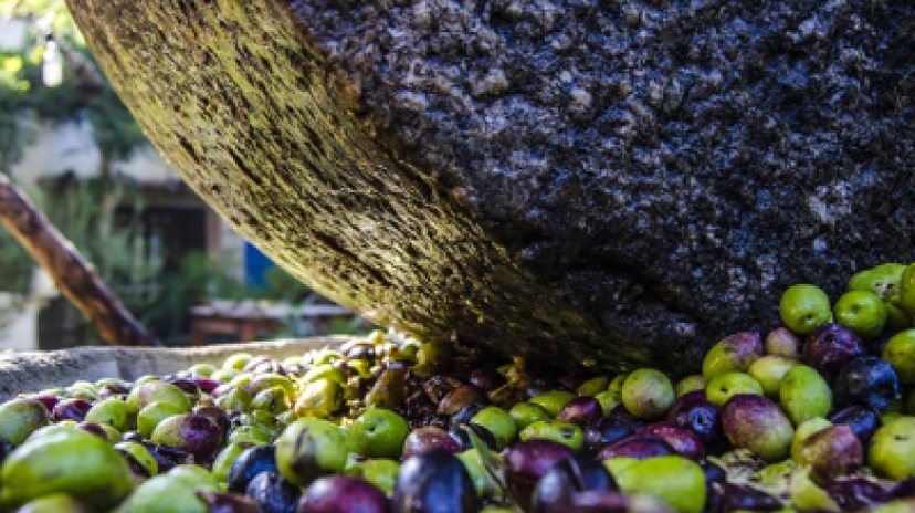 4 Days Istanbul Planting Seedlings/Harvest and Wine Testing Tour 2