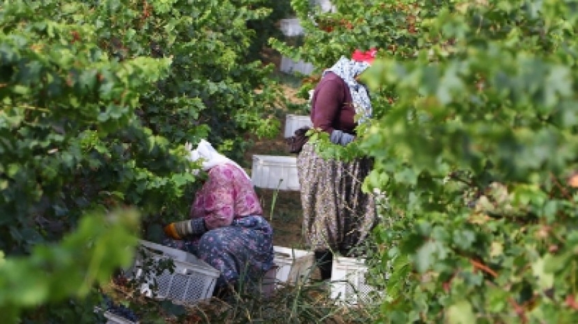 4 Days Istanbul Planting Seedlings/Harvest and Wine Testing Tour 3
