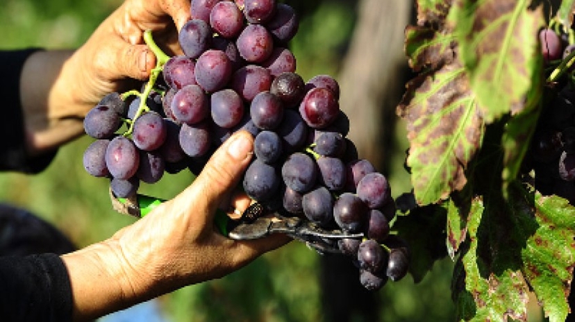 4 Days Istanbul Planting Seedlings/Harvest and Wine Testing Tour 4