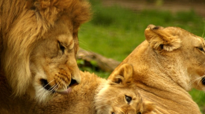3 Days Masai Mara Group Joining Safari 3