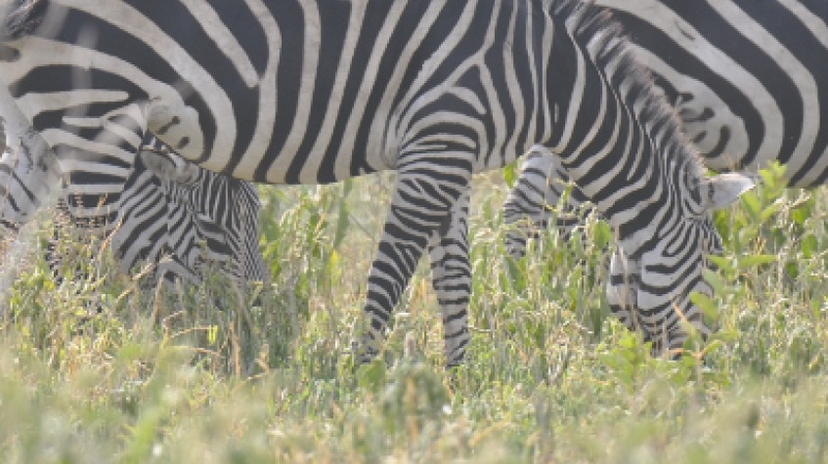 8 Days Tanzania Lodge Safari 2