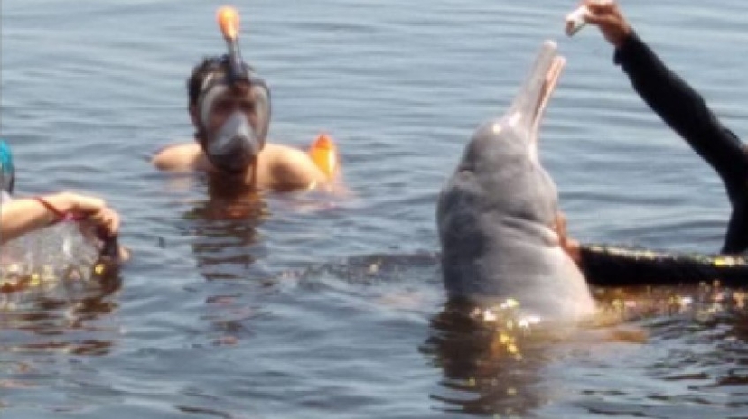 Combo: Swimming With Dolphins, Indigenous Village and Meeting of the Waters 3