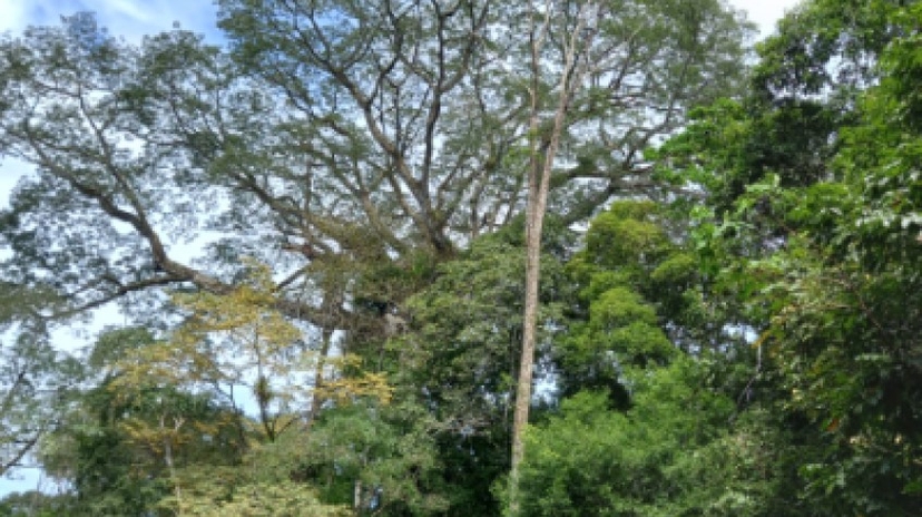 Jungle Safari – Come and Discovery the Real Jungle (6 Days – 5 Nights) 2