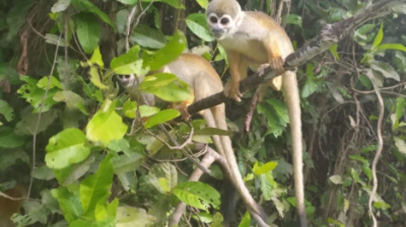 Jungle Safari – Come and Discovery the Real Jungle (6 Days – 5 Nights) 3