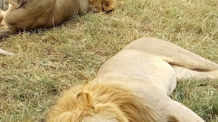 3 Days Masai Mara Big 5 Safari 3